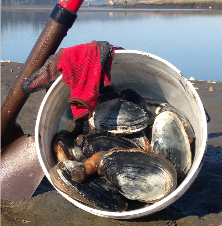 Clam Digging Fun! Scott Haugen