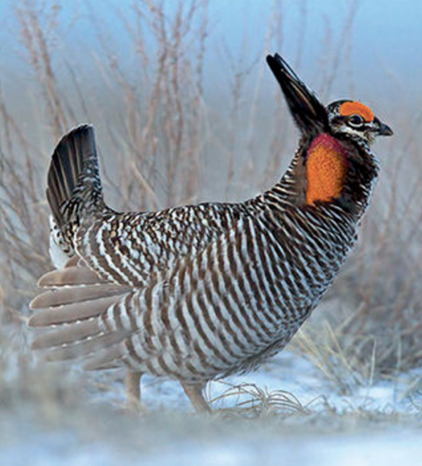 Book Review: Game Birds–A Celebration of North American Upland Birds ...